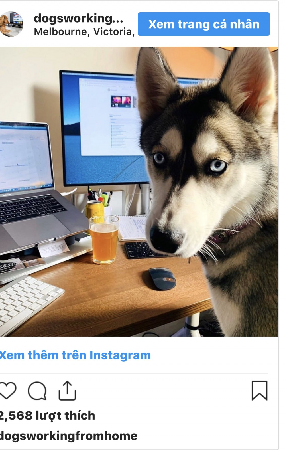 Dog3
