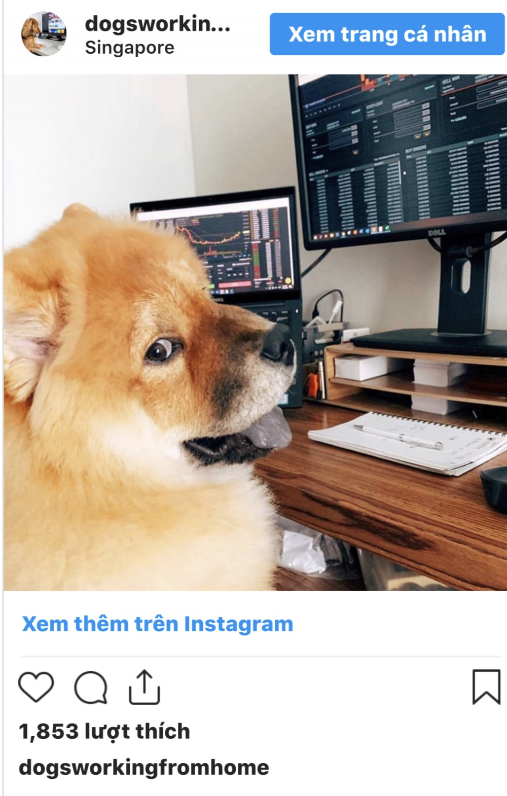 Dog5
