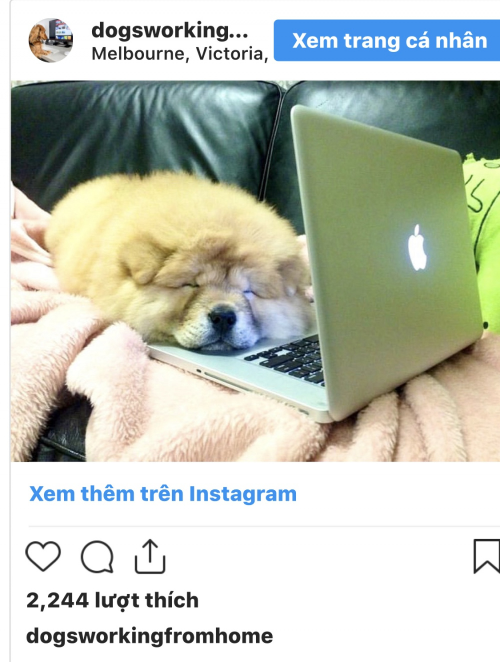 Dog7