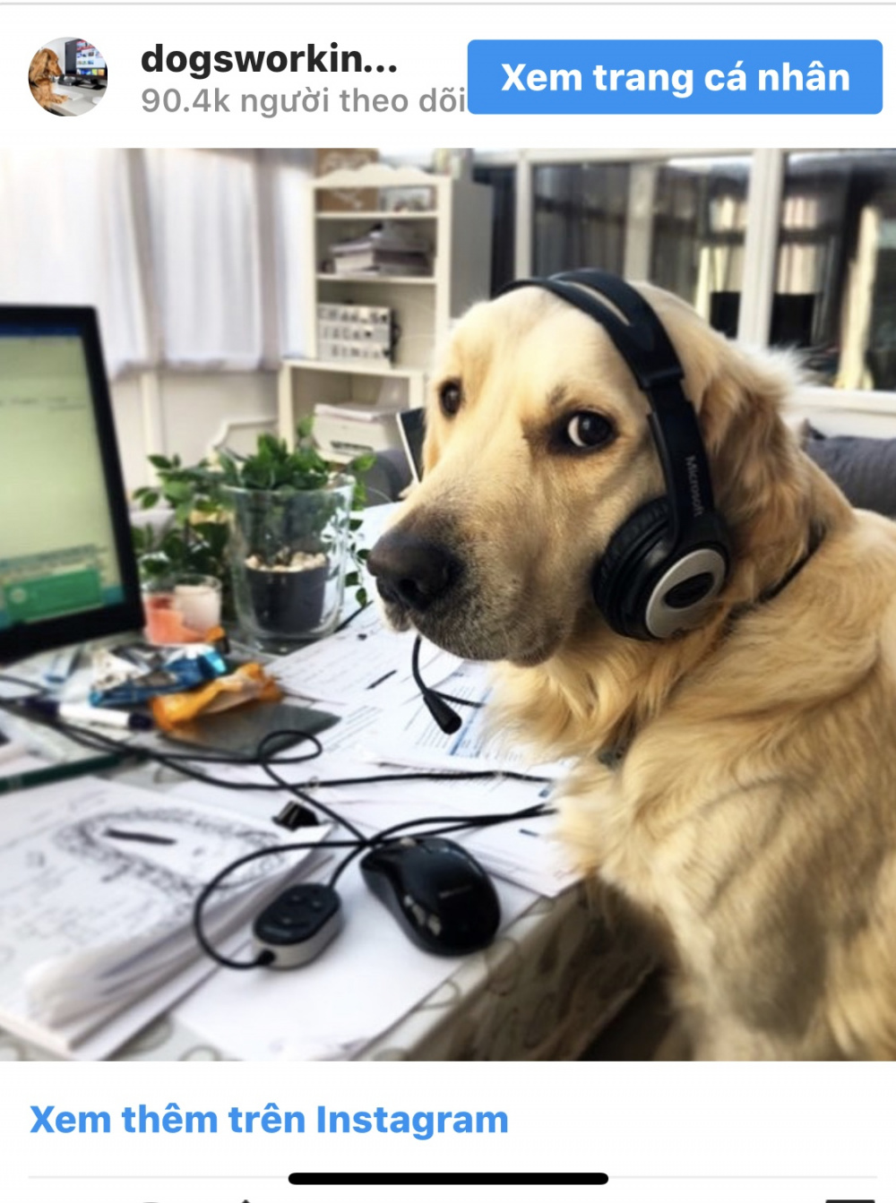 Dog