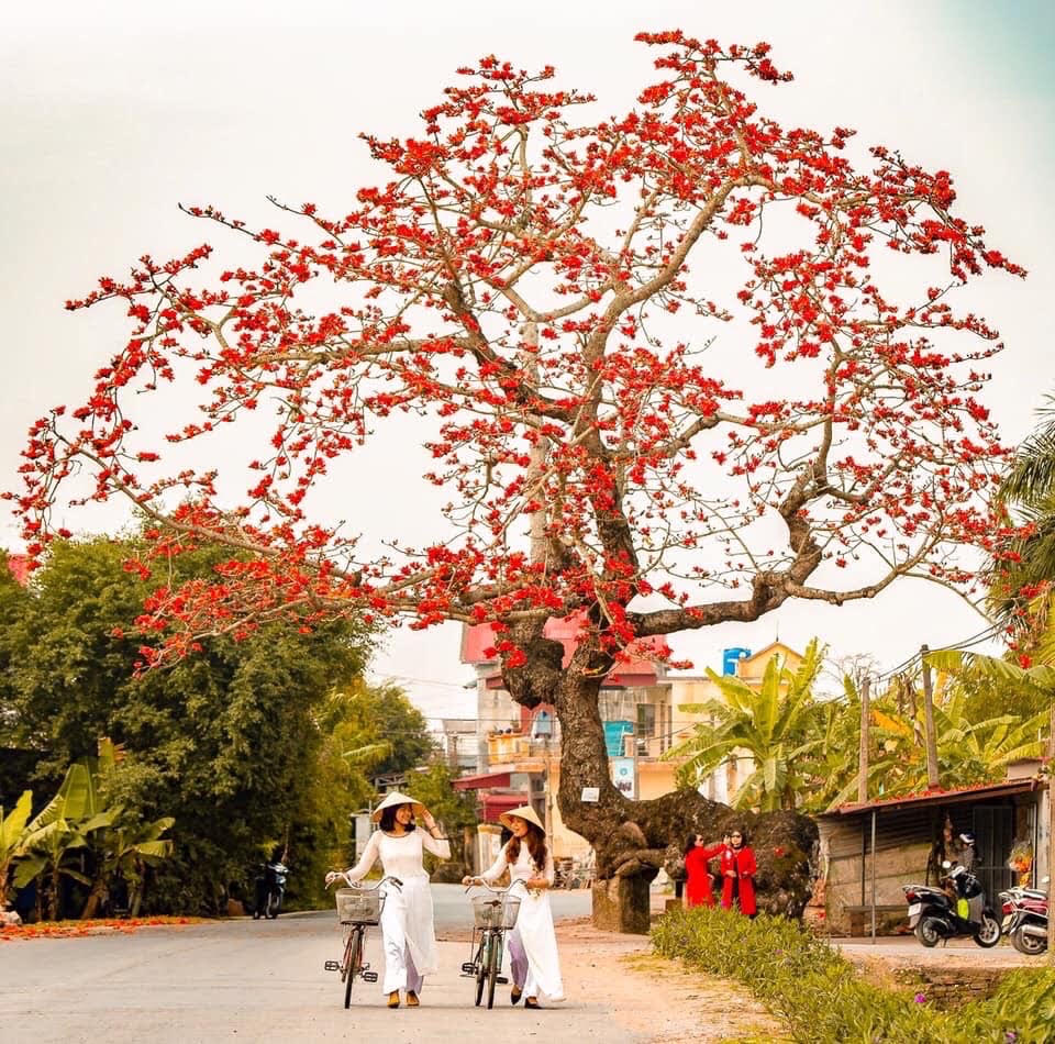 Cây gạo gù