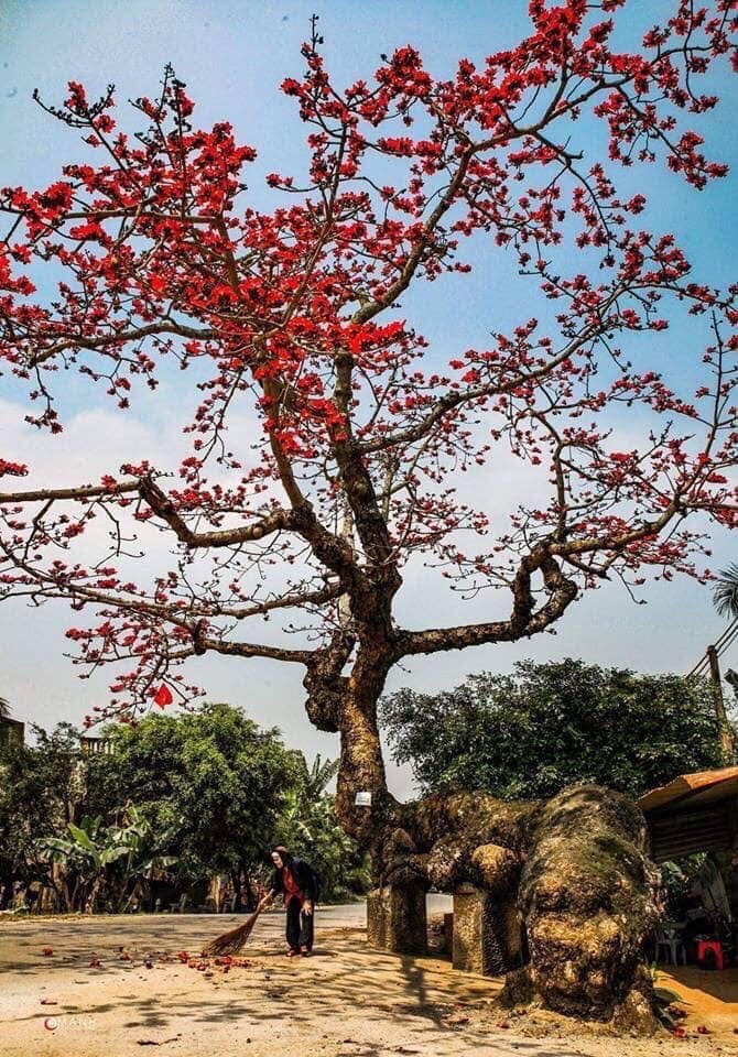 Cây gạo gù