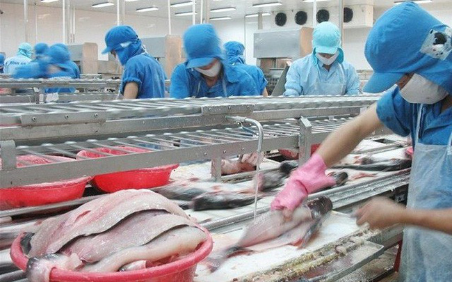 Cwin com sòng bạc trực tuyến cá tra đang chao đảo vì đại dịch Covid-19