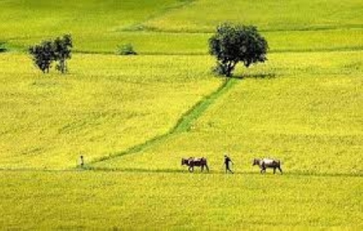 Cánh đồng lúa huyện Tánh Linh