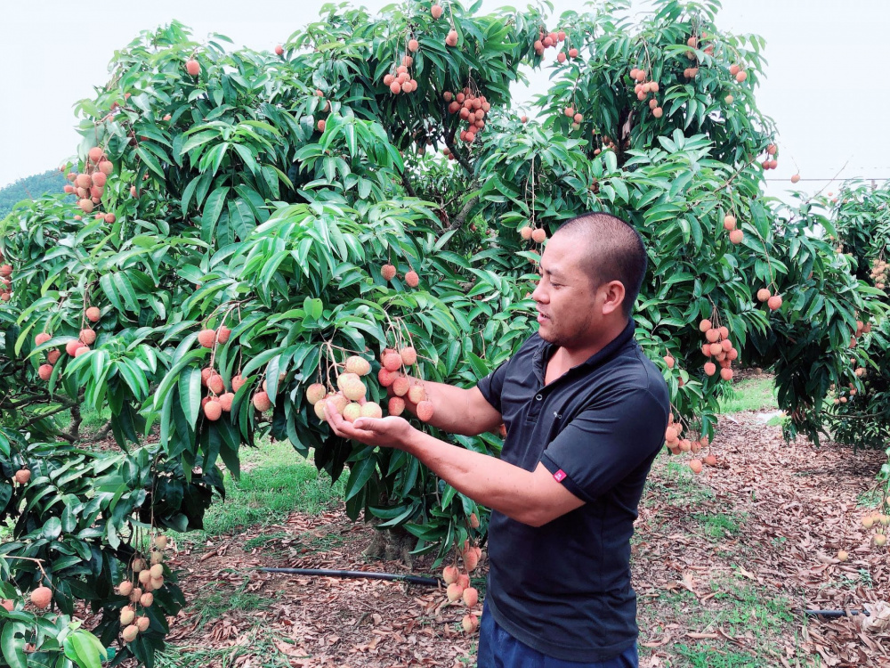 Vải thiều Lục Ngạn