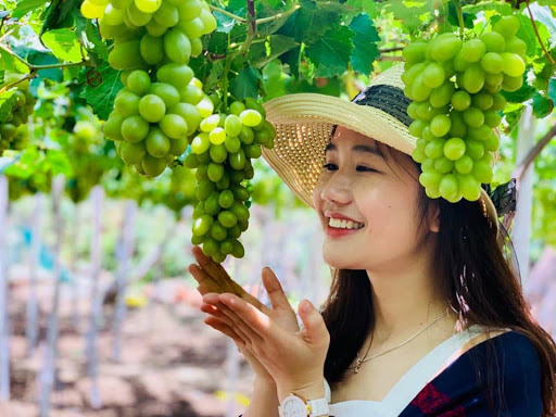 Vườn nho