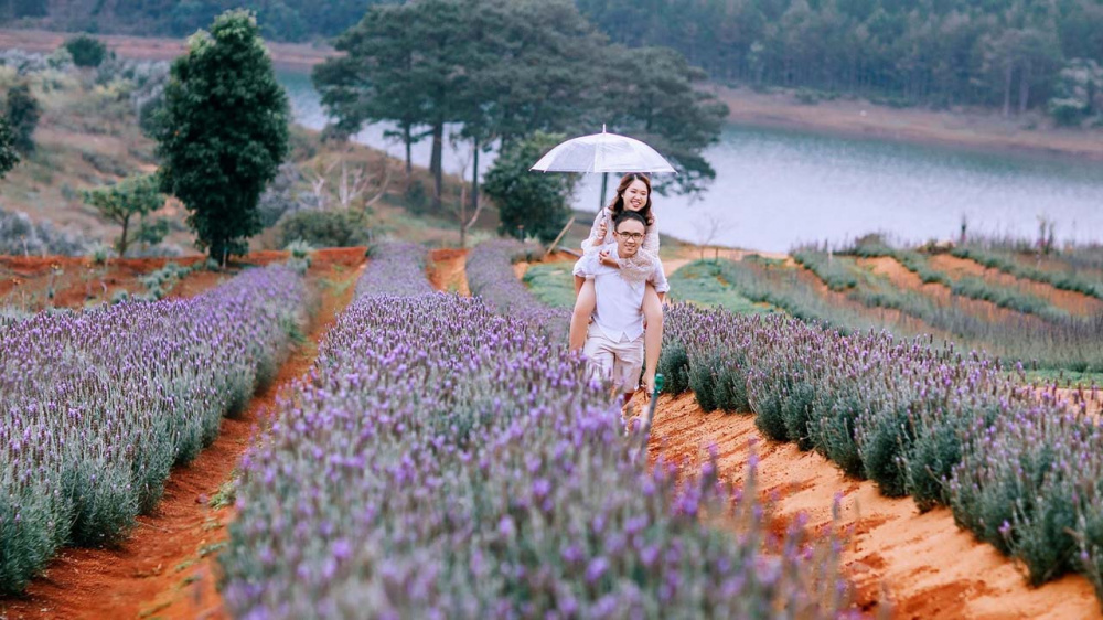 Lavender