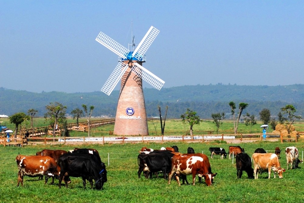 Dalat Milk Farm 