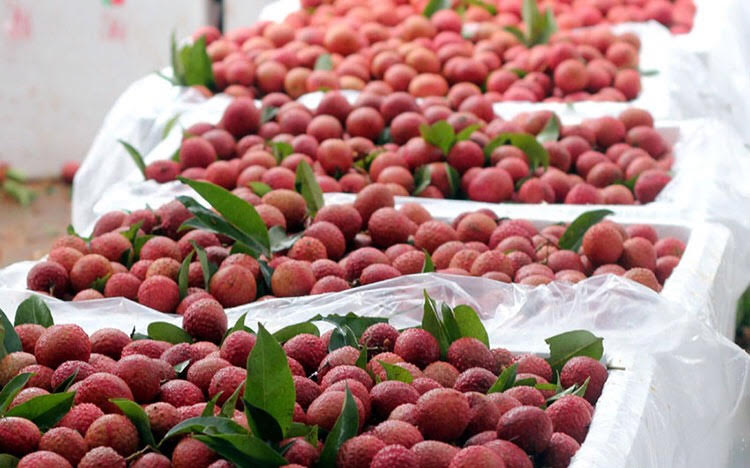 Vải thiều Lục Ngạn
