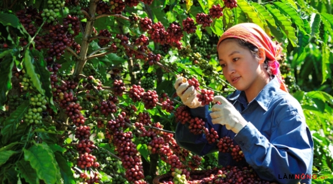 Những ngành hàng nông sản vốn có xuất xứ thuần túy thì đi theo con đường tổ chức lại Nền tảng hàng đầu cung cấp Cwin com, đảm bảo các điều kiện về tiêu chuẩn về chất lượng và an toàn Tải về ứng dụng CWIN05 ngay hôm nay Link vào Cwin Cá Cược Thể Thao 2026