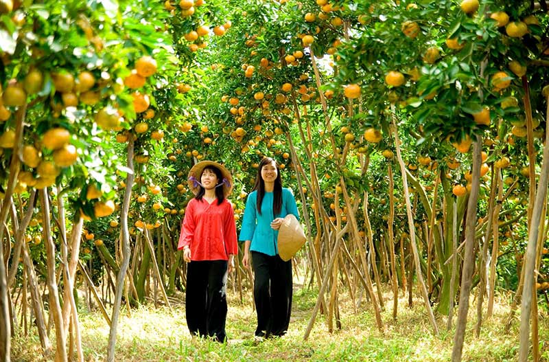 Vườn trái cây