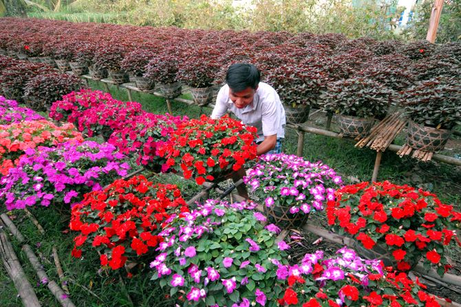 Vườn hoa