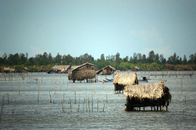 Chòi canh tôm