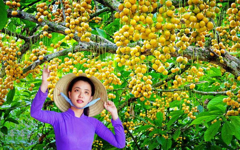 Dâu Cái Tàu