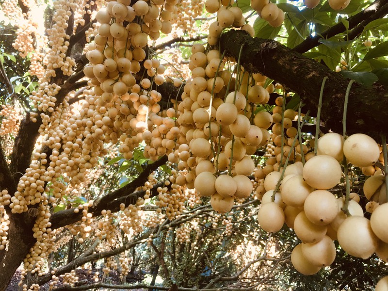 Dâu Cái Tàu