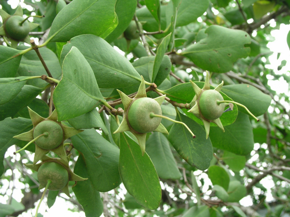 Cây bần