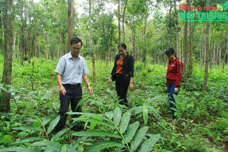 Dự án phải Có phương án trồng rừng thay thế theo quy định của Cwin50 tỷ lệ cược cao về lâm nghiệp