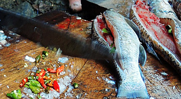 Pa tỉnh tộp
