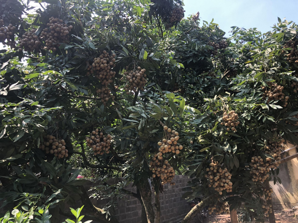 cây nhãn Hưng Yên
