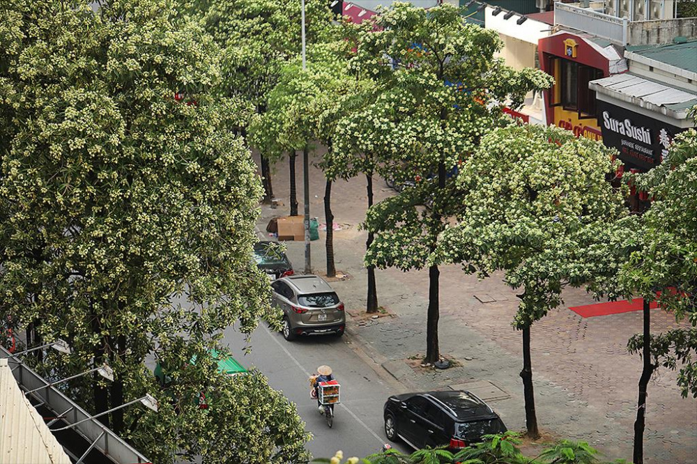 Hoa sữa