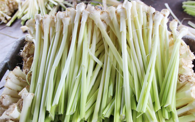 Bồn bồn 4