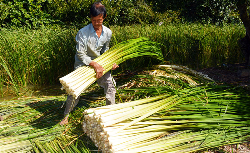 Bồn bồn 3