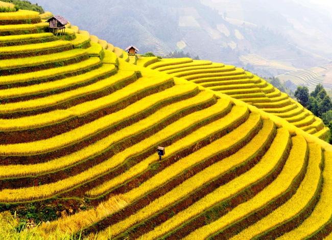 Ruộng bậc thang