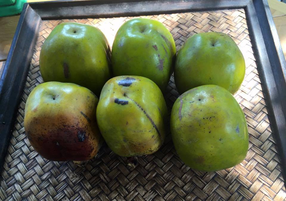 Hồng da tre