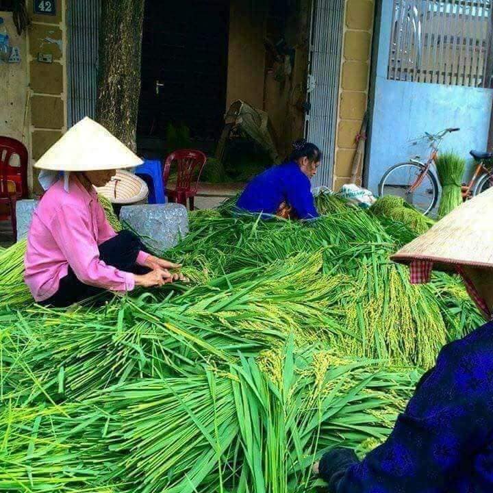 Cốm