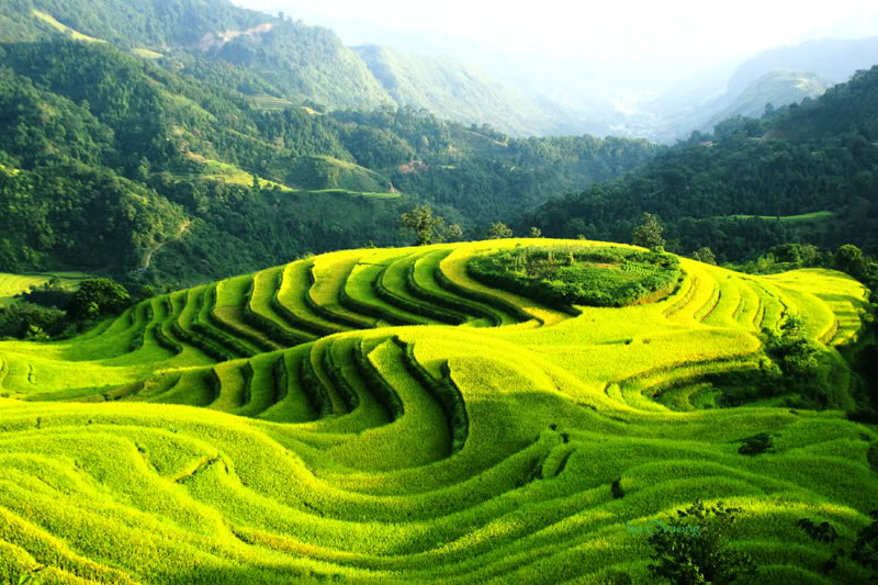 Ruộng bậc thang