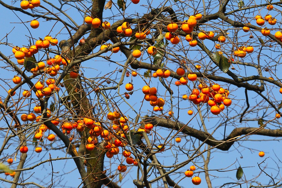 Vườn hồng
