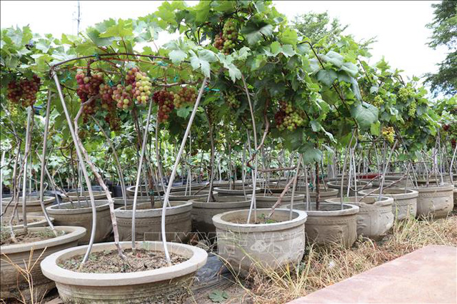 Nho cảnh hút khách dịp Tết - Ảnh 2.