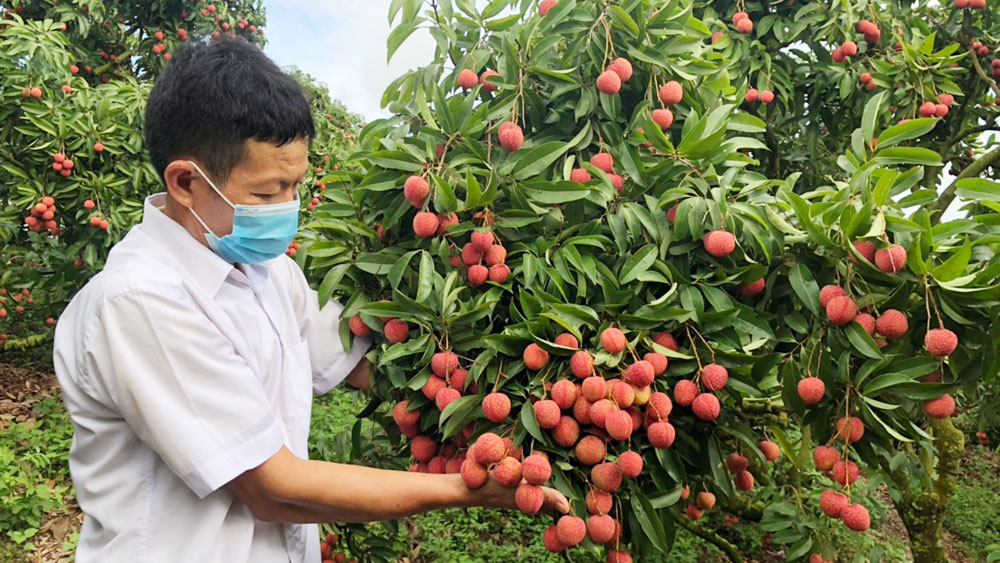 Có thể tận dụng chỉ dẫn địa lý để làm thương hiệu, quảng bá sản phẩm