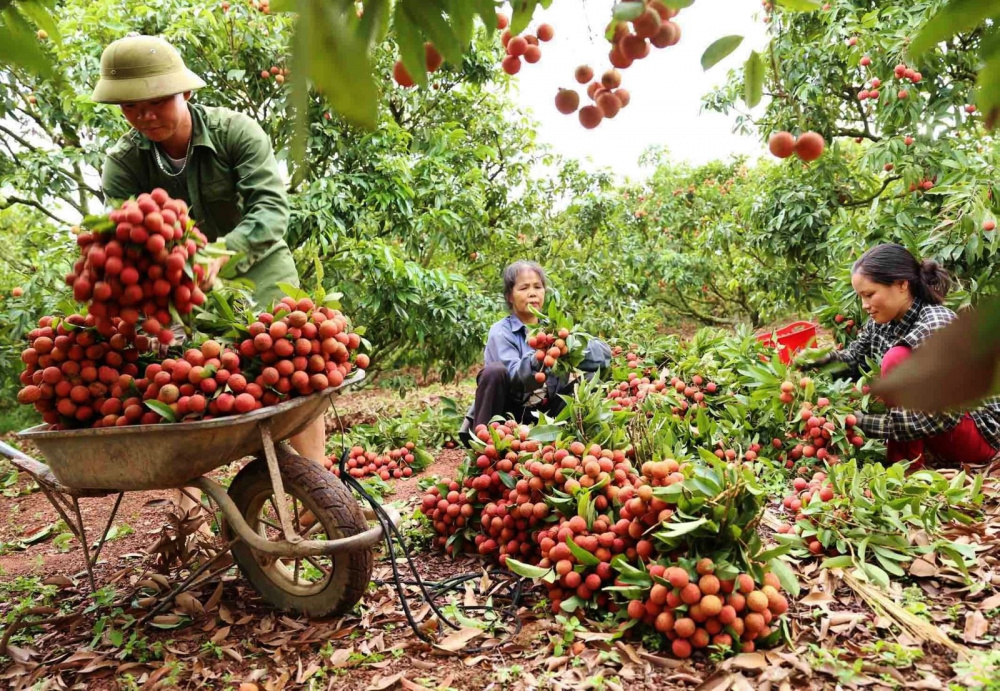 Cwin com sòng bạc trực tuyến sang Trung Quốc: Nhanh chóng chuyển đổi từ tiểu ngạch sang chính ngạch