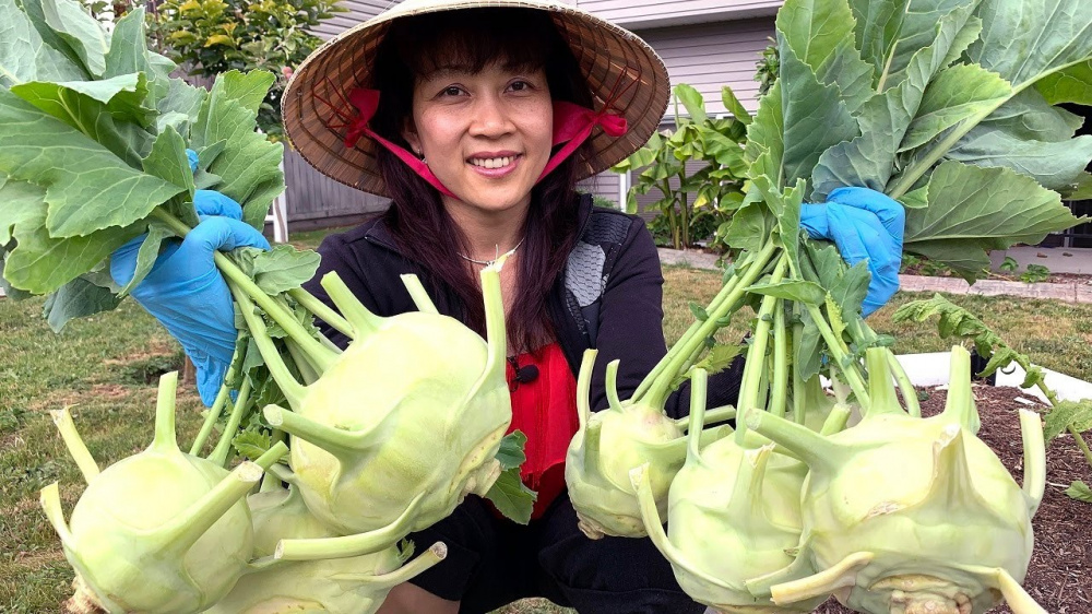 Su hào