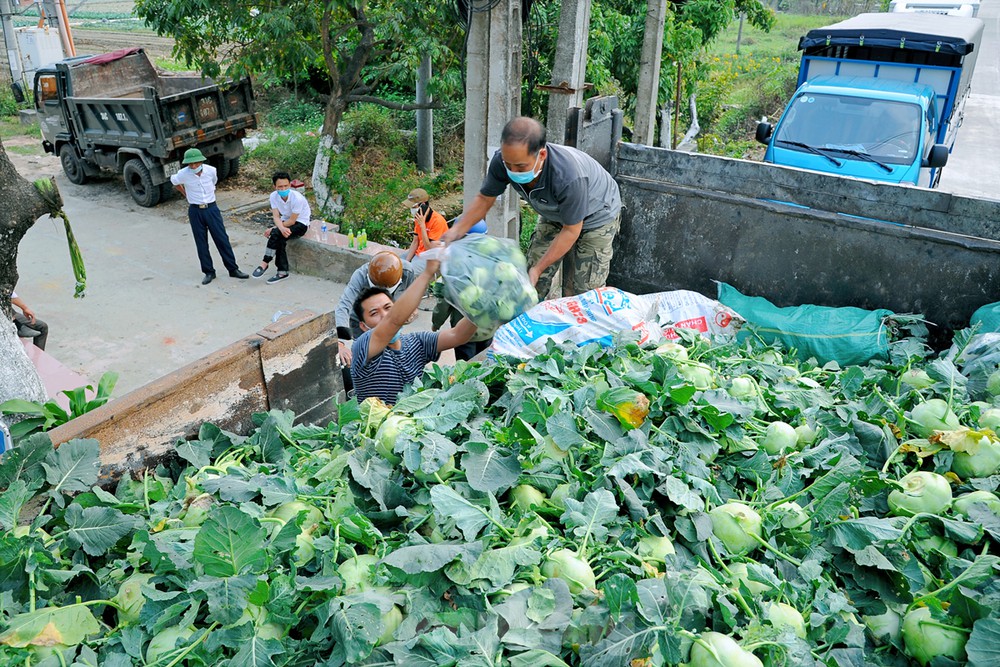 nông sản hải dương