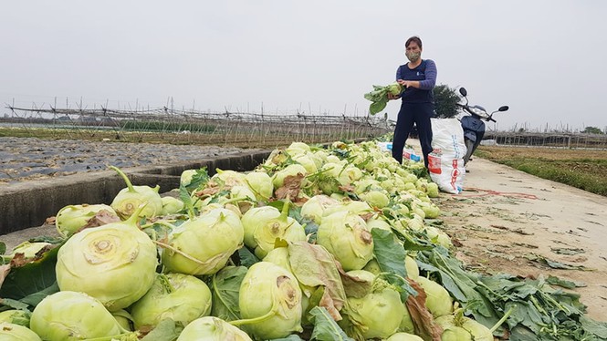Thu hoạch su hào ở Hải Dương