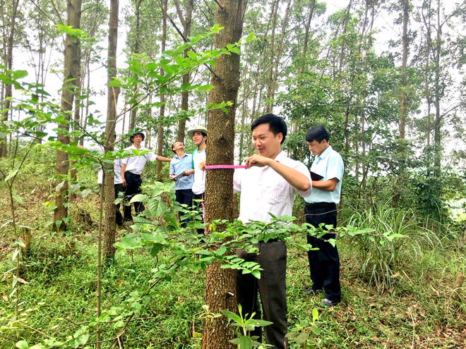 Đoàn công tác của Tổng cục Lâm nghiệp kiểm tra rừng trồng của Công ty Lâm nghiệp Tuyên Bình, Tuyên Quang