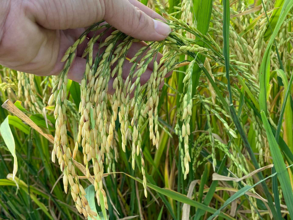 Nông dân huyện Trần Văn Thời, tỉnh Cà Mau thắng lớn nhờ canh tác lúa thông minh 