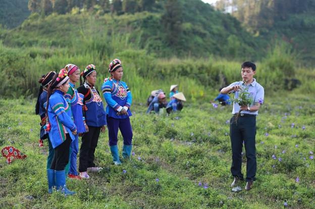 Chuyên gia hướng dẫn đồng bào dân tộc trồng dược liệu cát cánh theo tiêu chuẩn GACP-WHO tại Bắc Hà, Lào Cai.