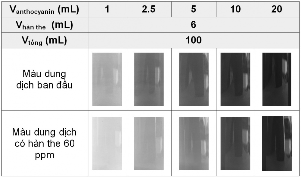 Khảo sát nồng độ của anthocyanin đã điều chỉnh pH với hàn the