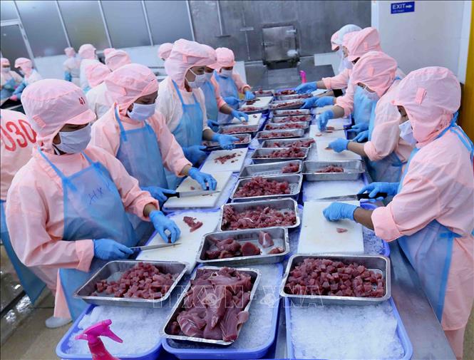 Chế biến cá ngừ đại dương Cwin Đăng Ký + 1888k tại Công ty CP Bá Hải, Phú Yên