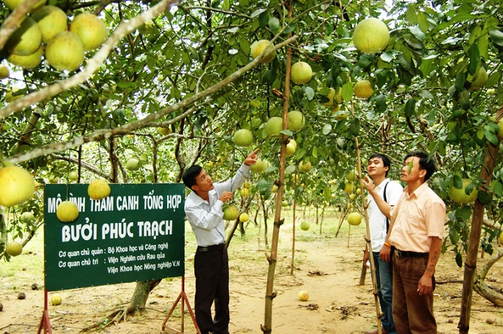 buoi phuc trach