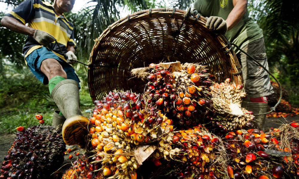 Thu hoạch cọ dầu Indonesia