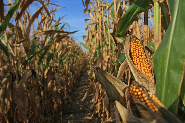 Vành đai Ngô Corn Belt
