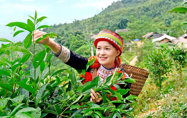 che shan tuyet