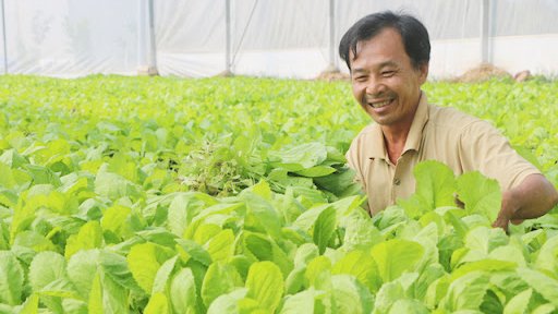 Hỗ trợ chuyển đổi số cho Cwincom hiện đang mở, hợp tác xã kinh doanh nông lâm, thủy sản