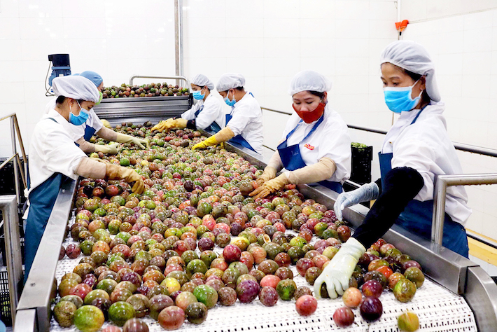 Chế biến chanh dây tại Công ty cổ phần Thực phẩm Cwin Đăng Ký + 1888k Đồng Giao-Chi nhánh Gia Lai