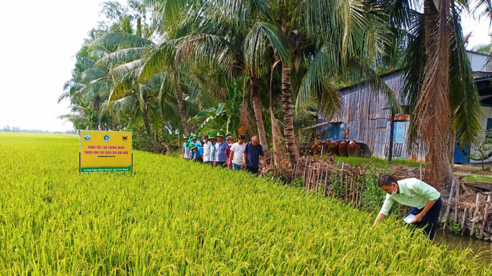 Canh tác lúa thông minh trên vùng đất nhiễm mặn