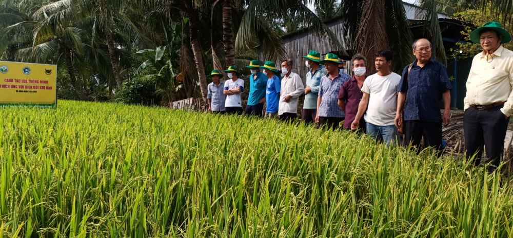 Canh tác lúa thông minh trên vùng đất nhiễm mặn